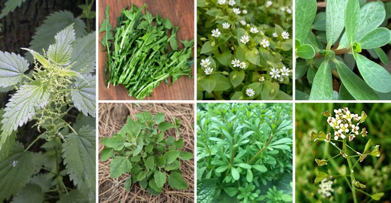12 Ways to Turn Weeds Into Superfood Smoothies