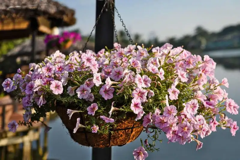 13. Trailing Petunias