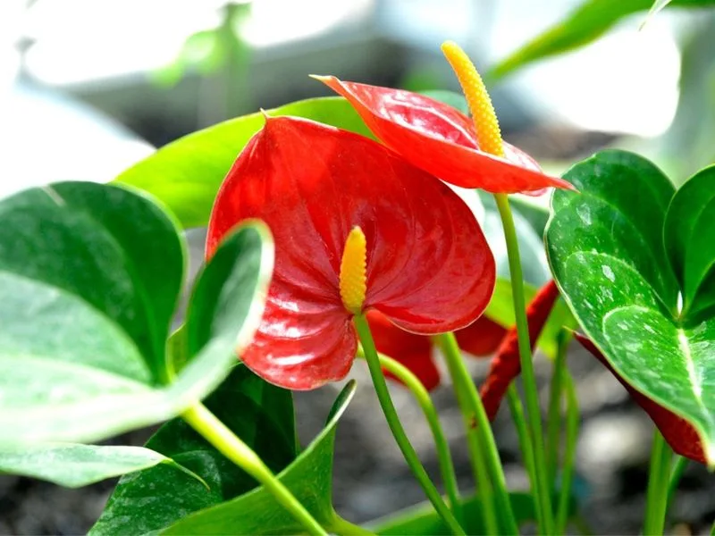 Anthurium Andraeanum