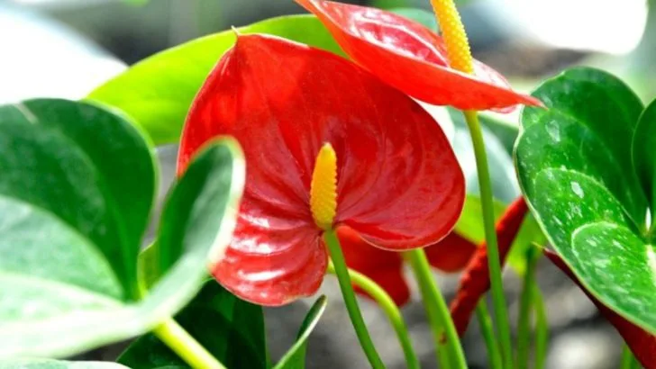13 Anthurium Varieties That Keep Their Blooms for Months Indoors