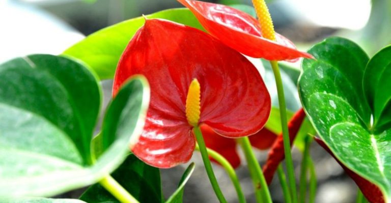 13 Anthurium Varieties That Keep Their Blooms for Months Indoors