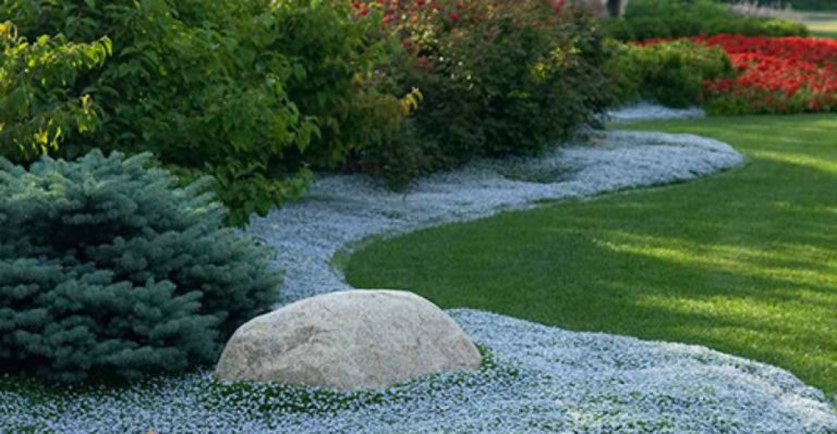 13 Lawn Alternatives That Actually Handle Foot Traffic