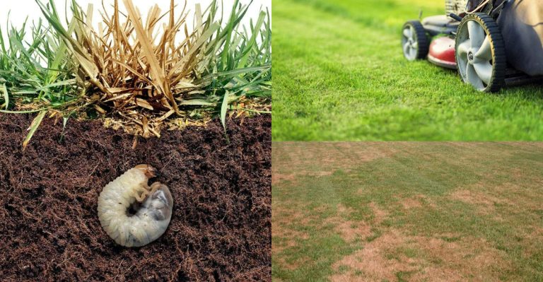 13 Mistakes Everyone Makes When Dealing With Grub Worms