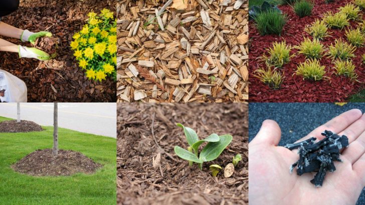 13 Mulching Techniques That Hurt More Than Help in Spring