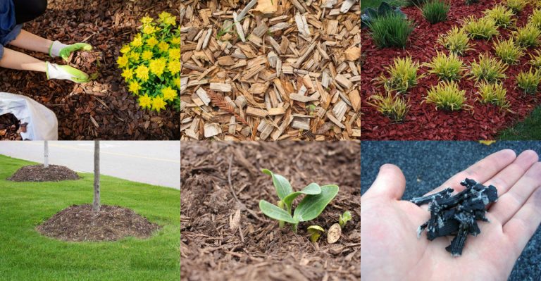 13 Mulching Techniques That Hurt More Than Help in Spring