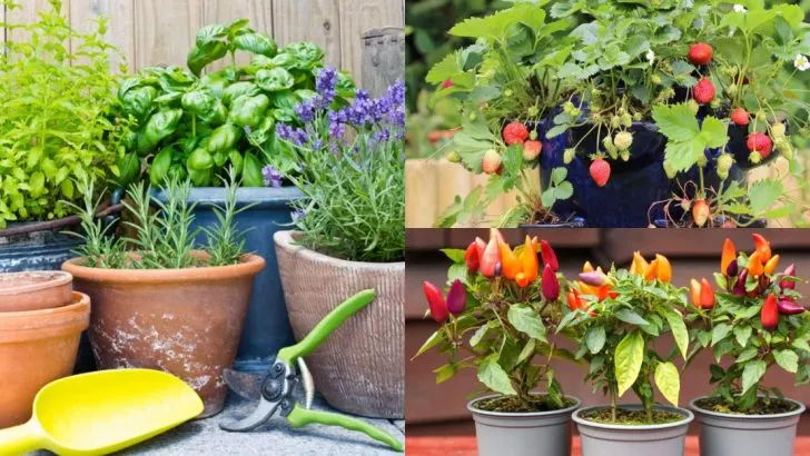 13 Plants That Grow Better in Containers Than in the Ground