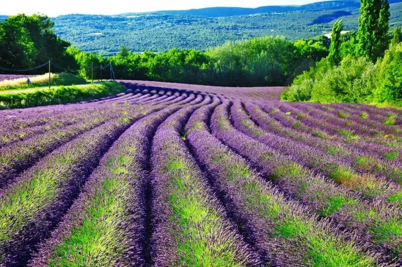 Lavender