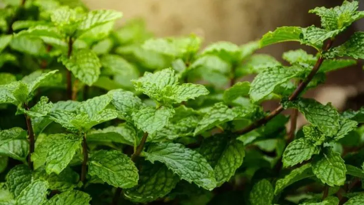 13 Plants That Help Break Bad Habits (The Psychology of Garden Therapy)