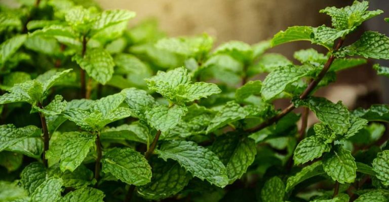 13 Plants That Help Break Bad Habits (The Psychology of Garden Therapy)