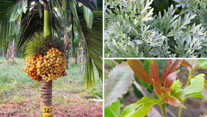 13 Plants That Were Banned or Restricted in Other Countries (But Legal in the US)