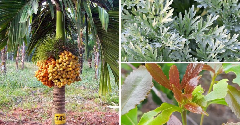 13 Plants That Were Banned or Restricted in Other Countries (But Legal in the US)