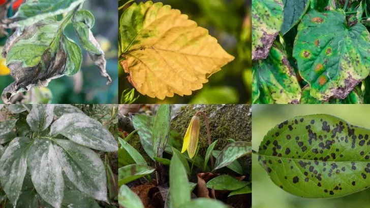 13 Red Flags That Mean Your Diseased Plant Should Be Removed