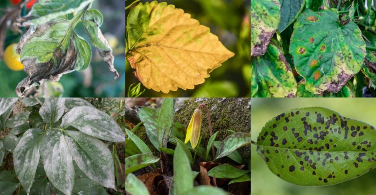 13 Red Flags That Mean Your Diseased Plant Should Be Removed