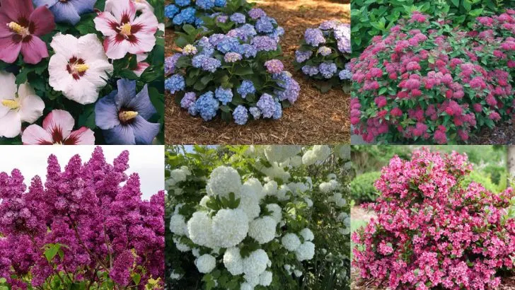 13 Shrubs That Look Best in Their Second Year (Not Their First)