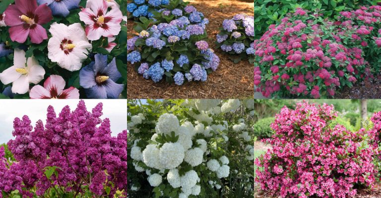 13 Shrubs That Look Best in Their Second Year (Not Their First)