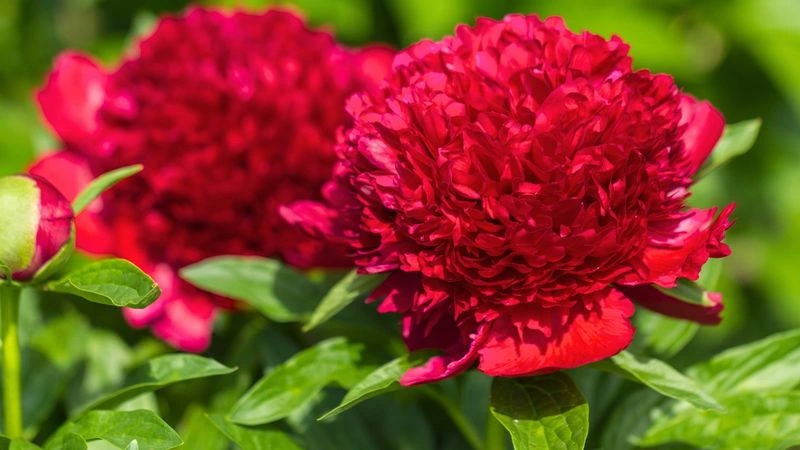 Peony Longevity