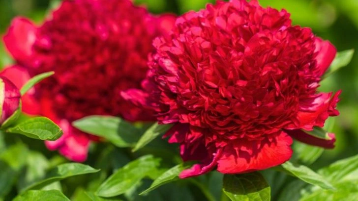 13 Things You Didn’t Know About Peonies (And Why They Take So Long to Bloom)