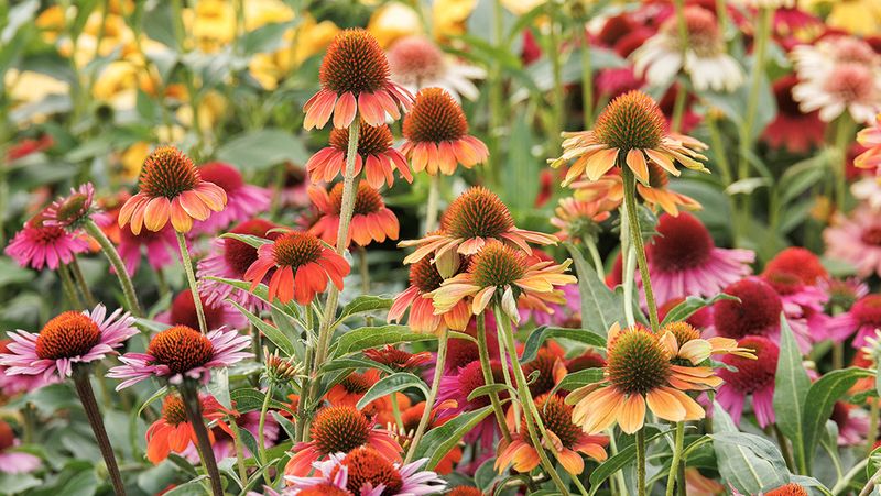 Choosing the Right Variety