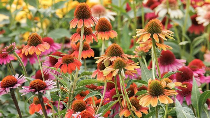 13 Tips for Growing a Vibrant Field Full of Coneflowers