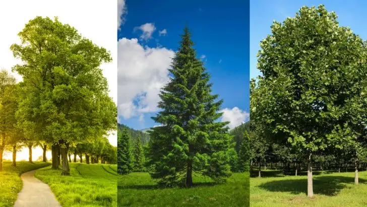 13 Trees That Attract Lightning More Than Others (And Are Planted Anyway)