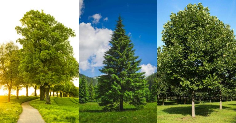 13 Trees That Attract Lightning More Than Others (And Are Planted Anyway)