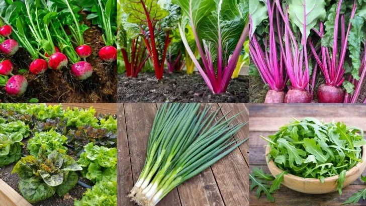 13 Vegetables That Grow Faster in Shallow Soil Than Deep Beds