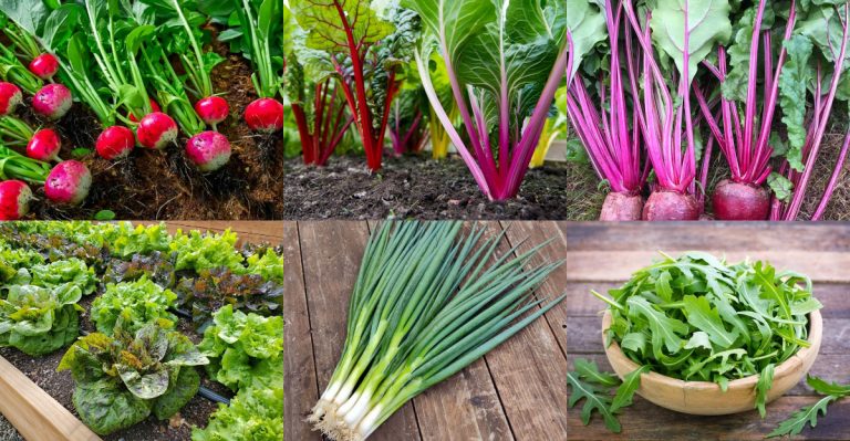 13 Vegetables That Grow Faster in Shallow Soil Than Deep Beds