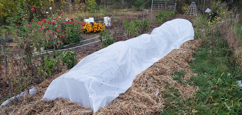 Use Floating Row Covers