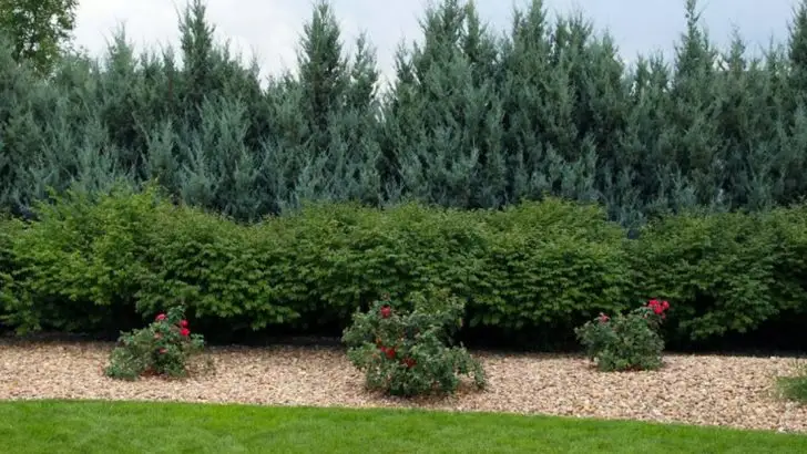 13 Ways to Protect Your Garden from Sudden Spring Frosts in Colorado