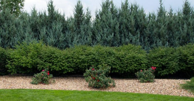 13 Ways to Protect Your Garden from Sudden Spring Frosts in Colorado