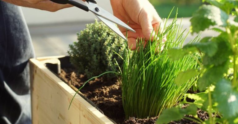 13 Balcony-Friendly Herbs That Grow Well With Almost No Sunlight