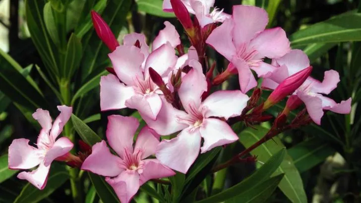 13 Beautiful Plants You Should Never Touch in National Parks