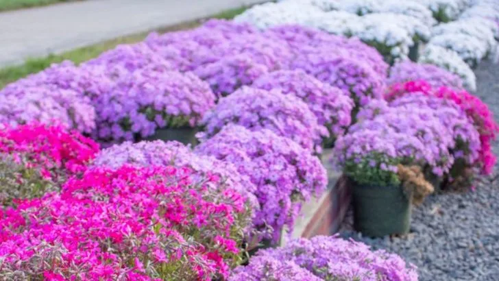 13 Best Plants for Erosion Control on Sloped Land