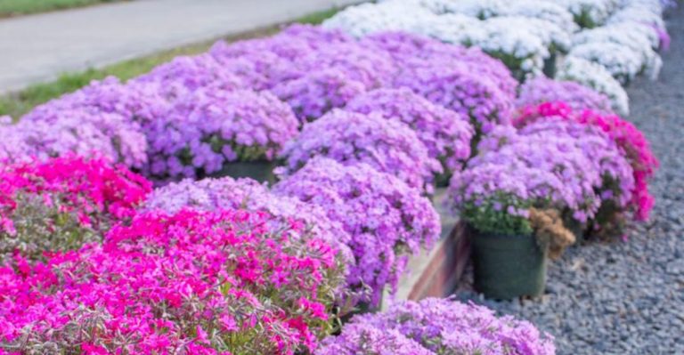 13 Best Plants for Erosion Control on Sloped Land