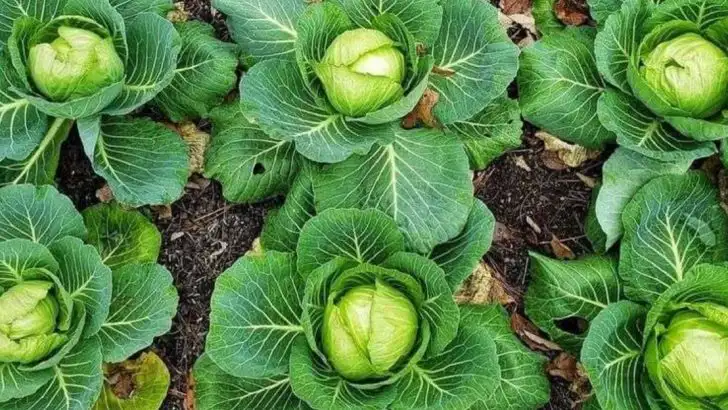 13 Best Vegetables to Grow in Shaded Gardens