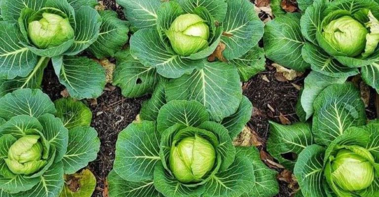 13 Best Vegetables to Grow in Shaded Gardens