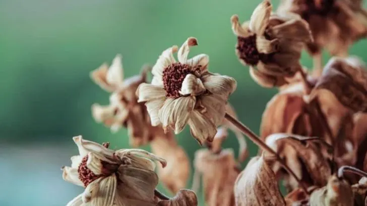 13 Common Zinnia Problems You Shouldn’t Ignore