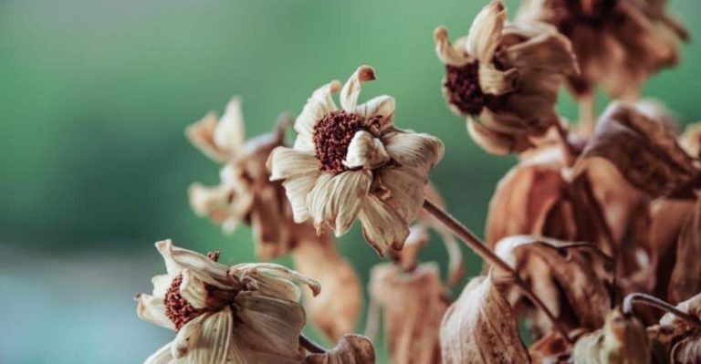 13 Common Zinnia Problems You Shouldn’t Ignore