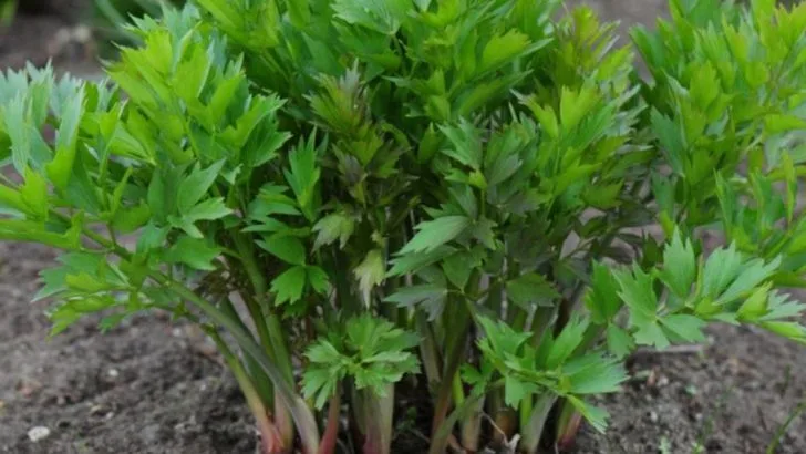 13 Convincing Reasons to Grow Lovage in Your Garden Right Now