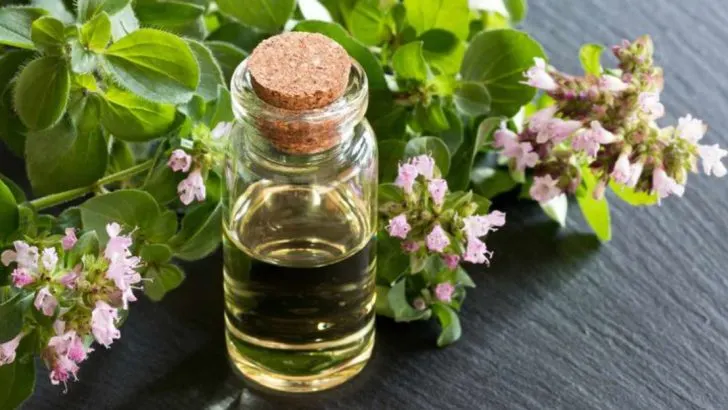 13 Flavorful Herbs to Grow for Homemade Herb-Infused Oils