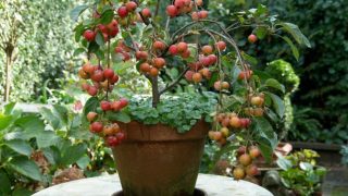 13 Fruit Trees That Can Be Grown Successfully in Containers - Plantisima