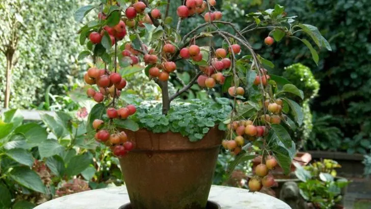 13 Fruit Trees That Can Be Grown Successfully in Containers