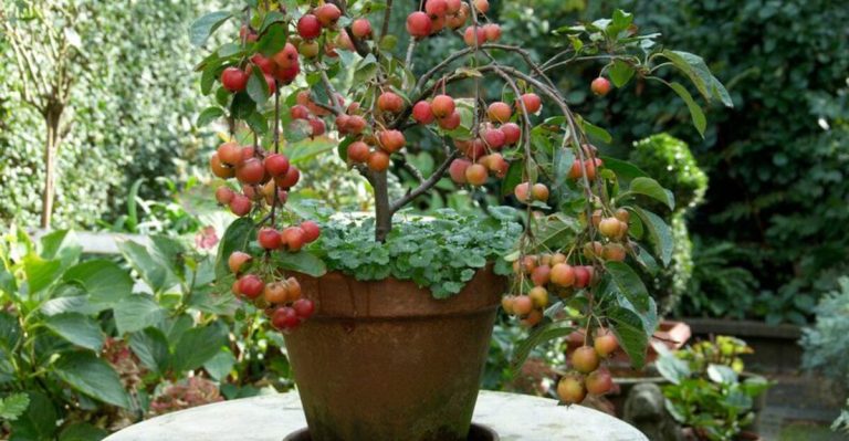 13 Fruit Trees That Can Be Grown Successfully in Containers