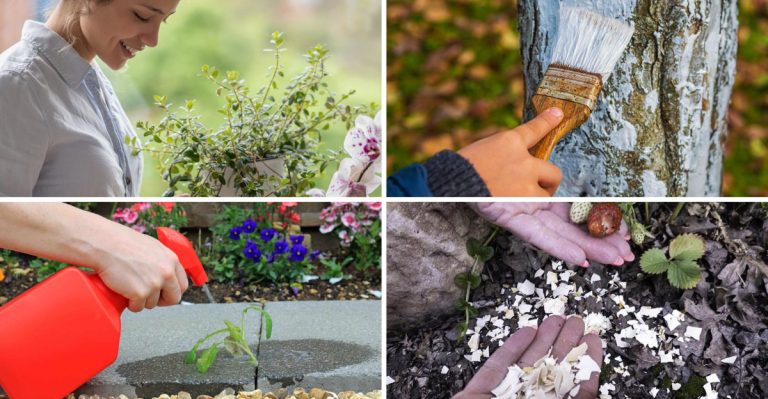 13 Garden Myths That Started As Marketing Campaigns (And What Science Actually Recommends)