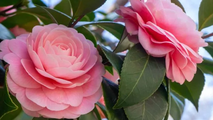 13 Mistakes Everyone Makes When Growing Camellias (And How to Avoid Them)
