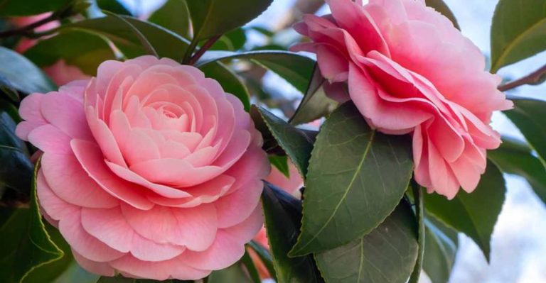 13 Mistakes Everyone Makes When Growing Camellias (And How to Avoid Them)