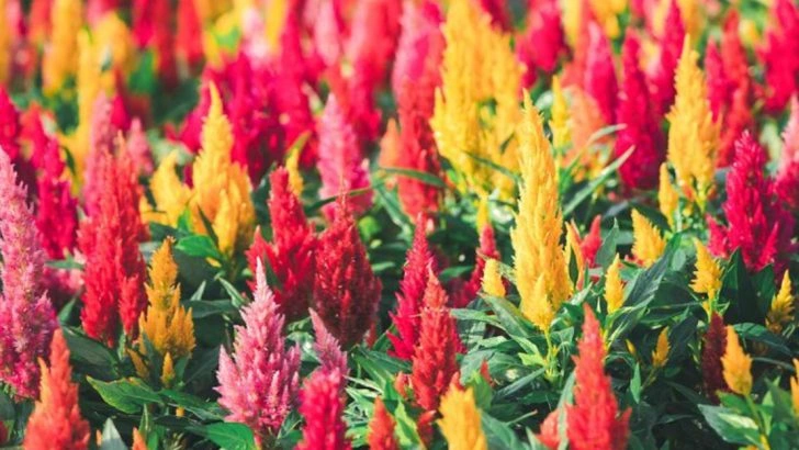 13 Must-Know Tips for Healthy, Long-Lasting Celosia Blooms