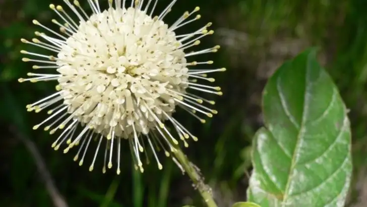 13 Native Plants That Can Handle Both Drought and Flood