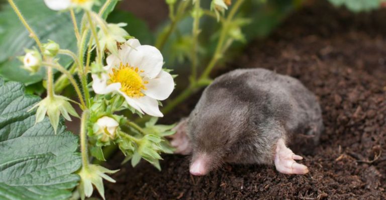 13 Old-School Tricks to Keep Moles Out of Your Garden