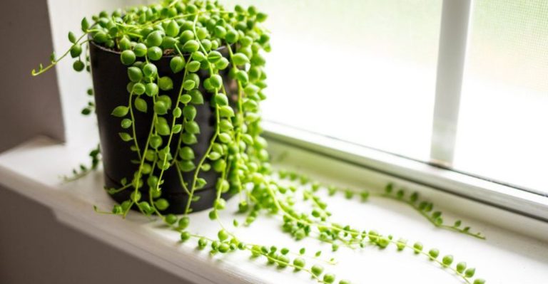 13 Plants That Stay Small No Matter How Old They Get